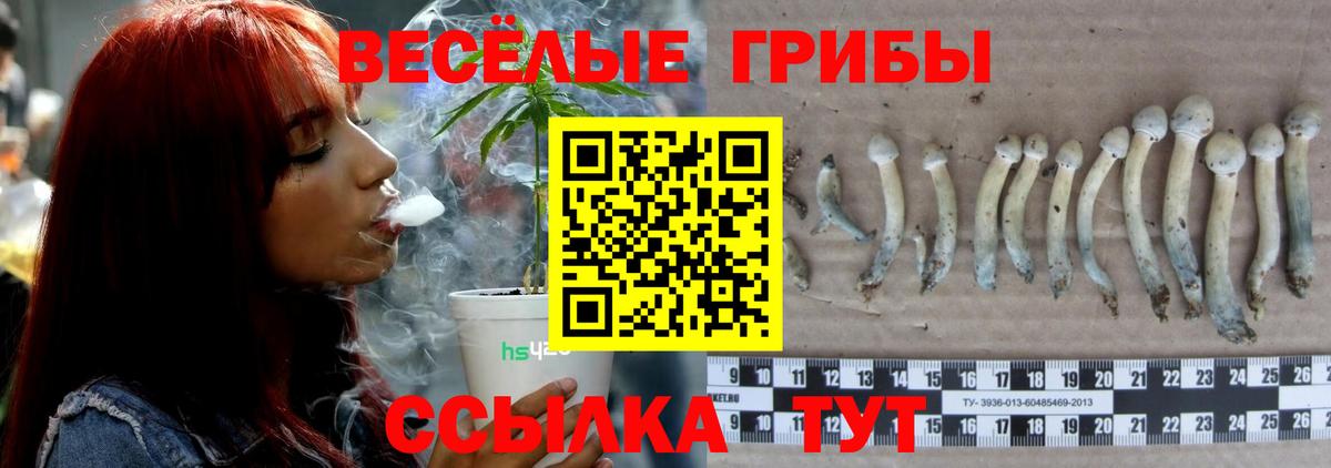 Галлюциногенные грибы Psilocybine cubensis Гатчина